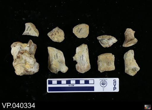 Clidastes sp.