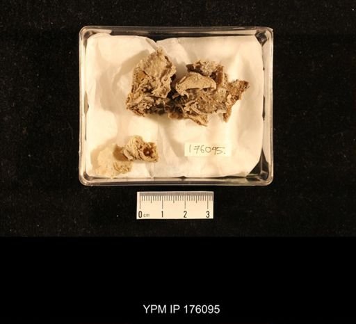 Hercosia sp.