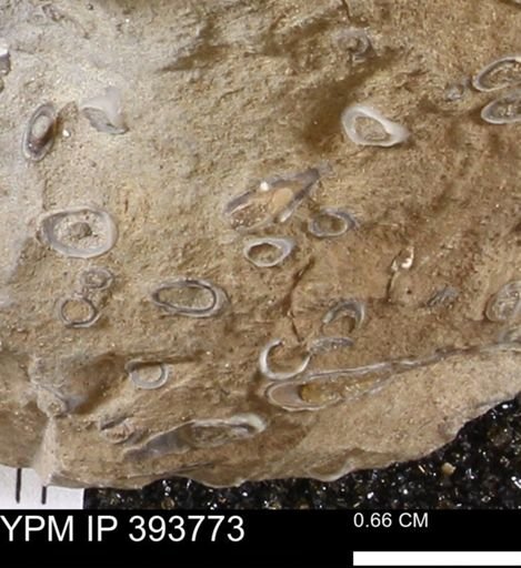 undet. Serpulidae