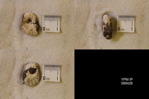 undet. Scaphitidae