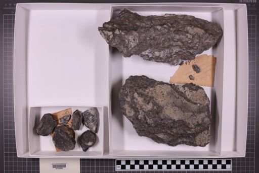 mixed taxa, stratigraphic collection