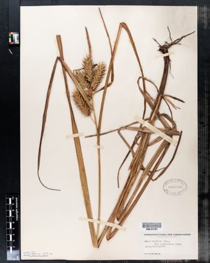 Carex lupulina