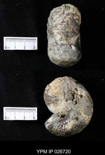 Scaphites ventricosus stantoni