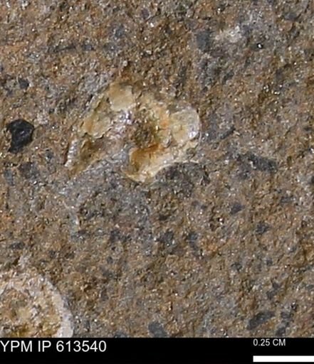 Scaphites sp.