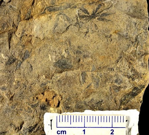 Annularia sp.