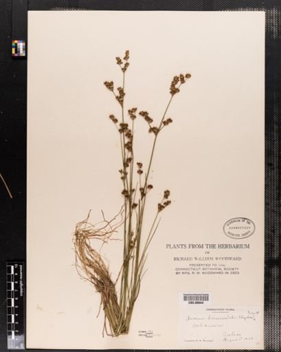Juncus brevicaudatus