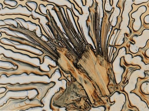 Neoleanira tetragona