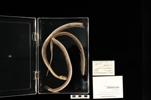 Lampropeltis getula getula