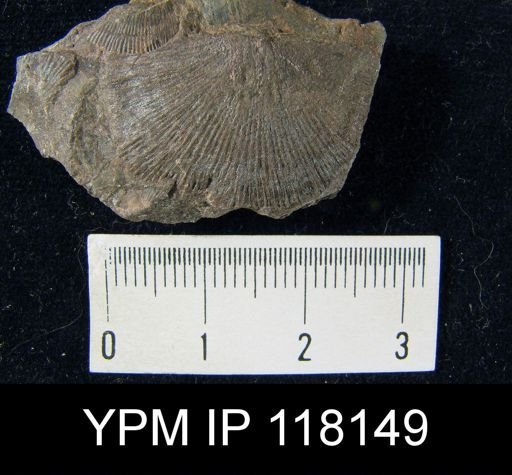 Brachyprion gilpeni