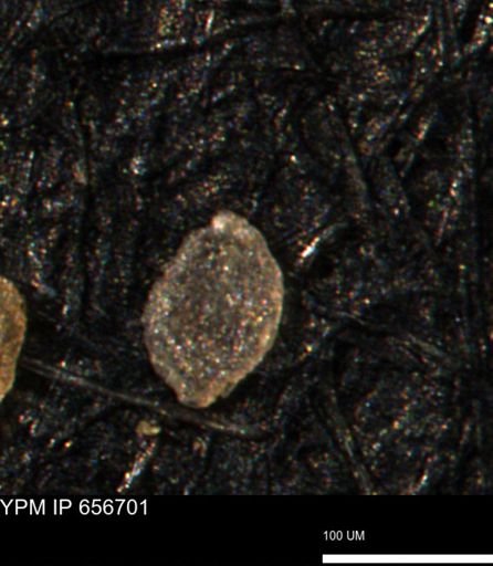 Spirolocammina planula