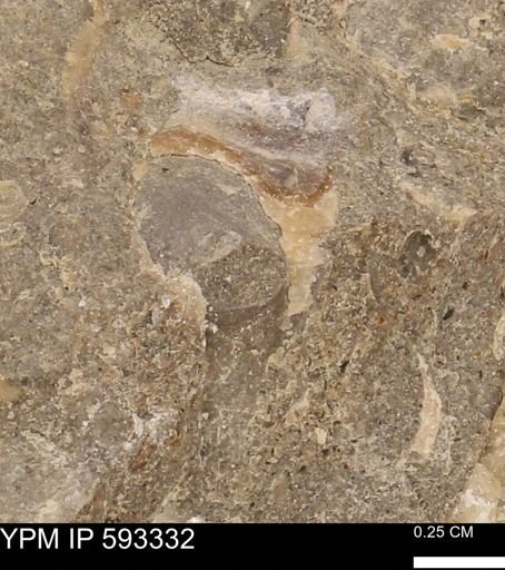 undet. Bivalvia