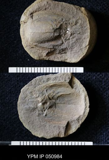 Anthracaris gracilis