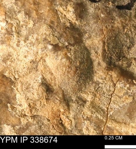 undet. Mollusca