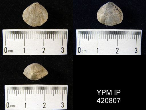 Hypothyridina?