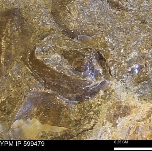 Protocardia subquadrata