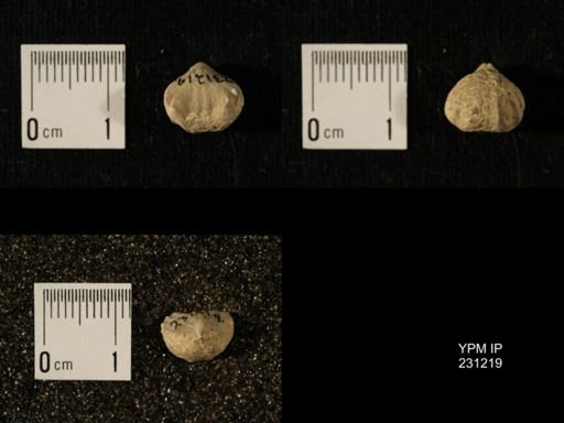 Wellerella osagensis