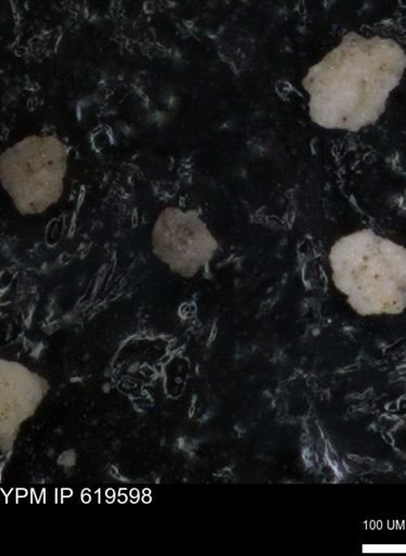 undet. Foraminiferida