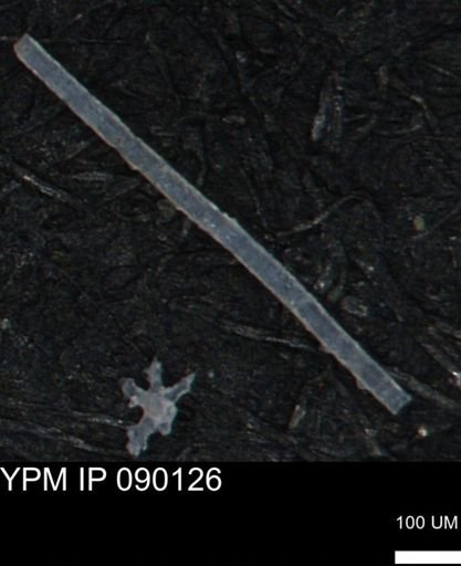 undet. Porifera