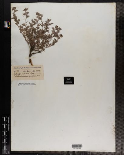 Plantae