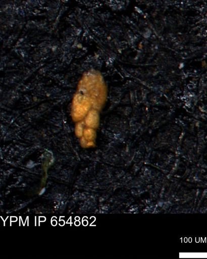 Bimonilina variana
