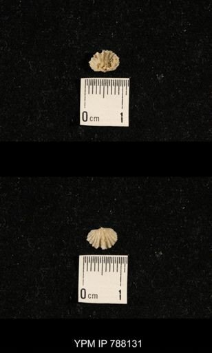 Brachiopoda