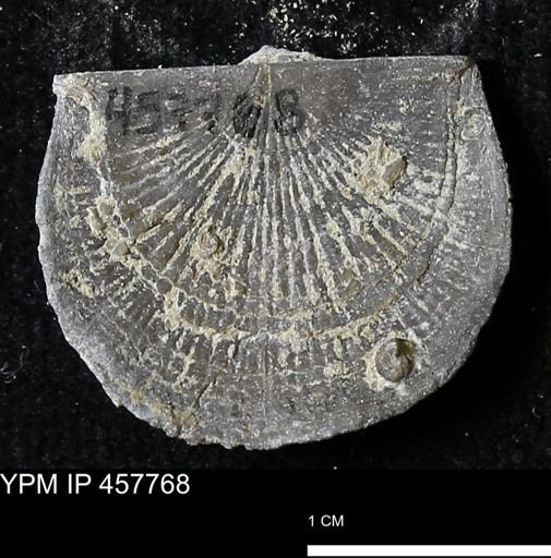 Strophodonta sp.