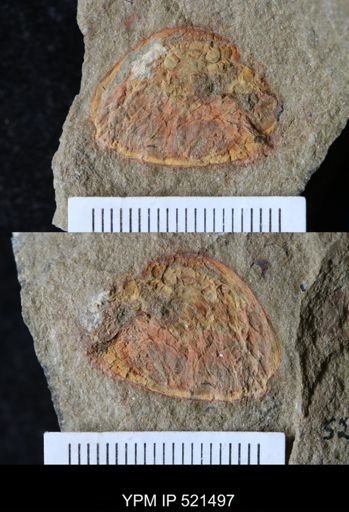undet. Arthropoda