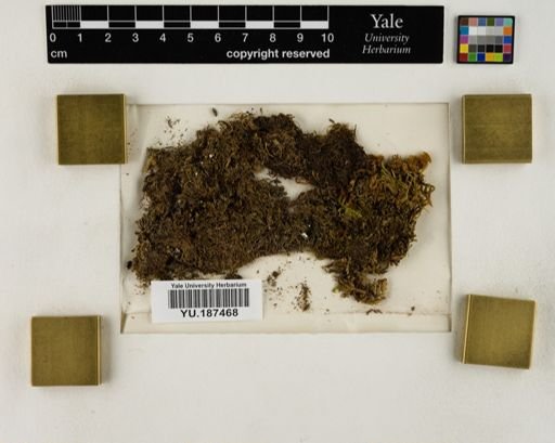 Plantae
