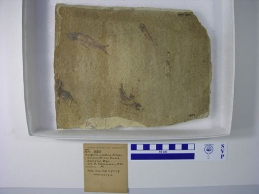 Knightia eocaena