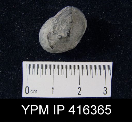Orbiculoidea sp.