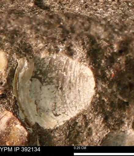 Protocardia sp.