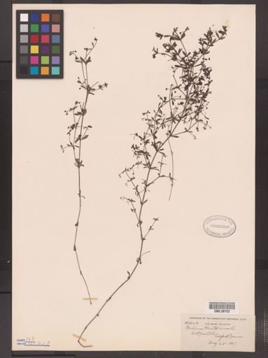 Galium tinctorium