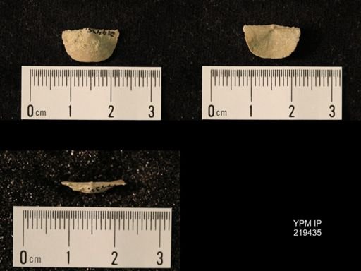 Chonetes granulifer