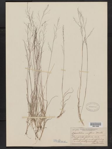 Muhlenbergia uniflora