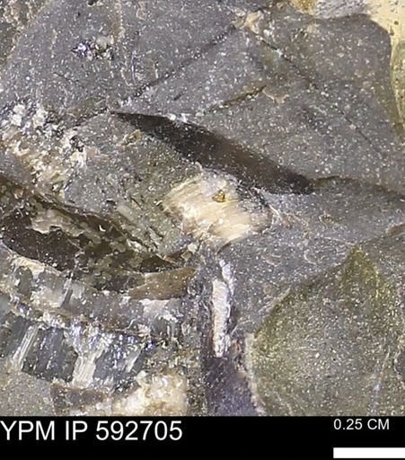 undet. Inoceramidae