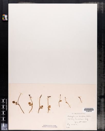 Botrychium simplex