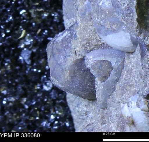 Protocardia subquadrata