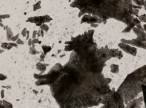 Primnoa resedaeformis