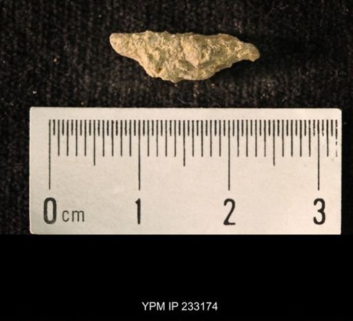 Archaeocidaris sp.