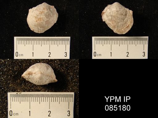 Atrypa reticularis