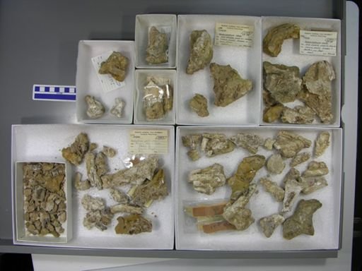 Moeritherium lyonsi