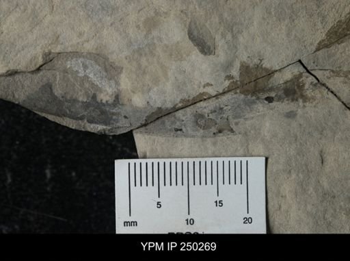 undet. Pterygotidae