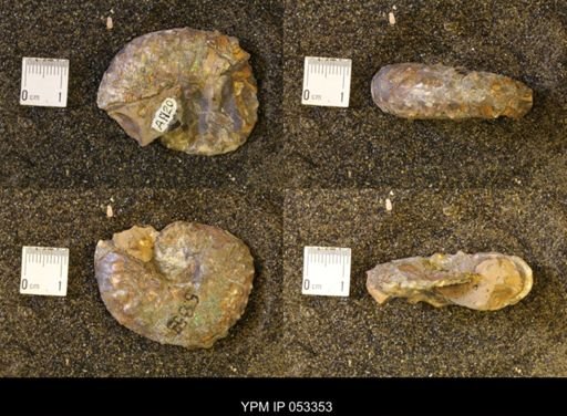 Discoscaphites conradi