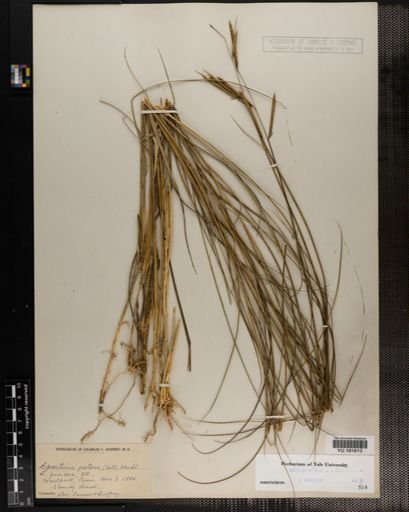 Plantae