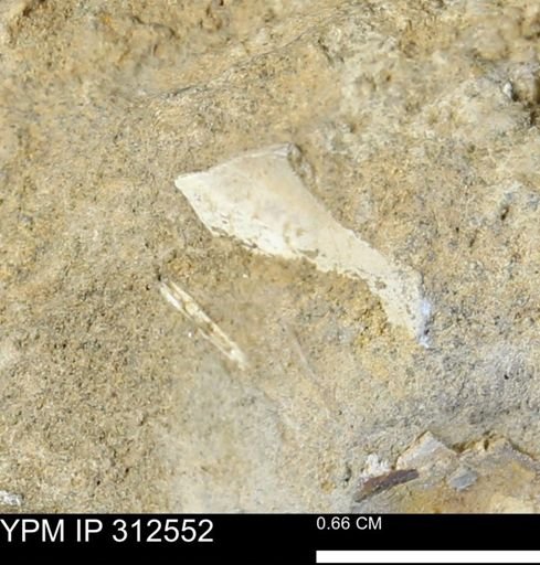 undet. Mollusca