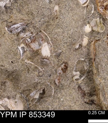 Protocardia?