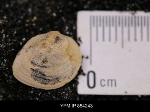 Limopsis striatopunctatus