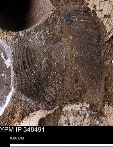 undet. Bivalvia