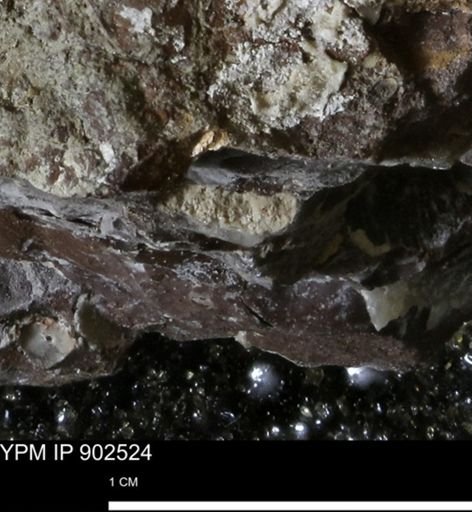 Inoceramidae?