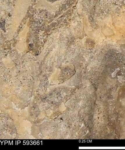 Baculites sp.